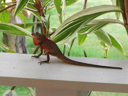 unser Stammgast auf der Terrasse - eine Schönechse