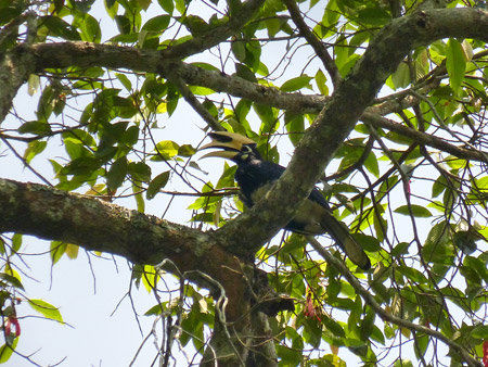 ein Orienthornvogel