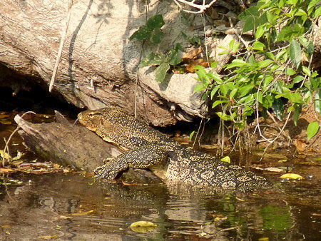 Bindenwaran (engl: Water Monitor)