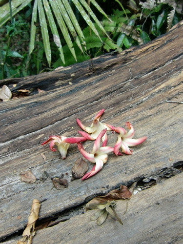 saftig-saure Blüten eines Zweiflügelfruchtbaumes (Dipterocarpus gracilis)