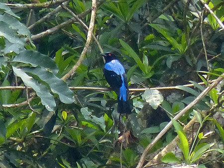 ein Elfenblauvogel