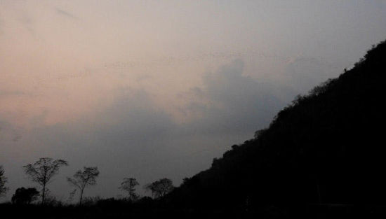 Fledermäuse am Himmel