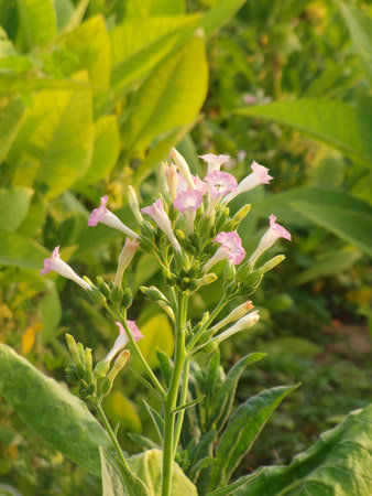 Tabakblüte