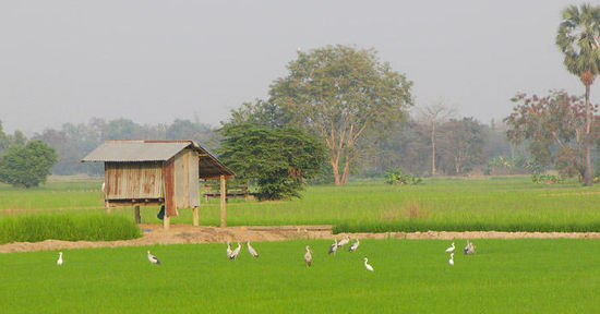 Silberklaffschnäbel und Reiher im Reisfeld