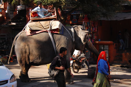 Auf Elefanten zum Fort Amber
