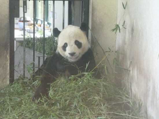 Panda =)
