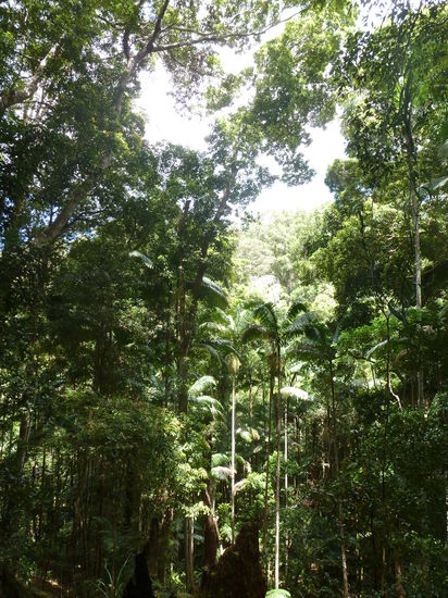 Suptropischer Regenwald