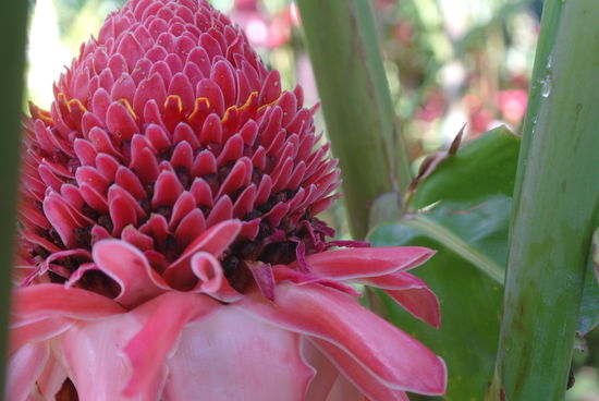 Blume im Botanischen Garten
