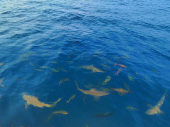 Ich denke man kann es erkennen =)