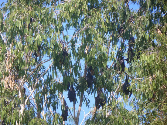 Ganz viele Flughunde =)