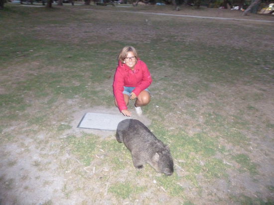 Wombat im Wilsons Promontory Nationalpark... soooo süß=)
Und der nationalpark an sich war auch super schön und riesen groß!