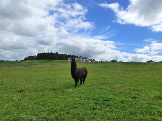 Familie Elisar hat auch 10 Lamas - einfach weil es schön ist sie sich anzusehen =)