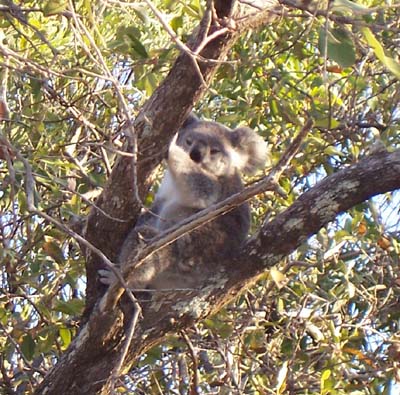 ...der Beweis: ein Koala in der Nähe des "Forts-Walk"