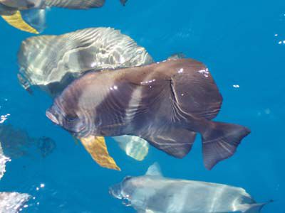 Batfish, die uns beim Schnorcheln oft begegneten.