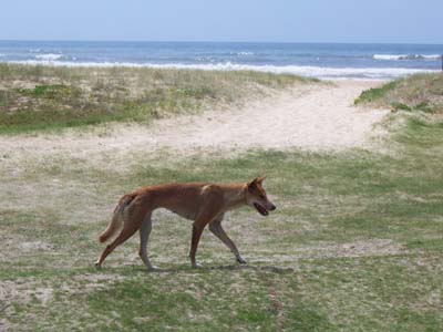 Ein Dingo, der uns einen Besuch abstattete...