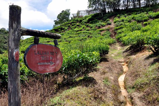 Anfang vom Junglewalk