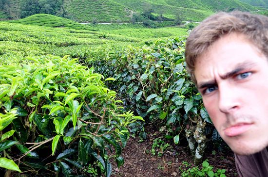 Langeweile im Teefeld 