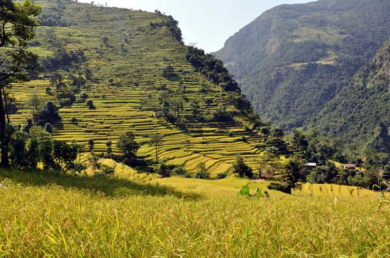 unten ist alles subtropisch grün...