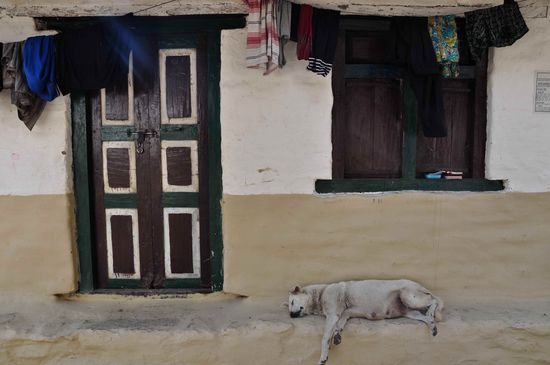 da is der Hund verreckt