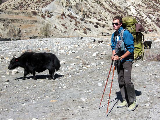 ein scheues Yak, ist immer weggerannt wenn ich näher hinbin 