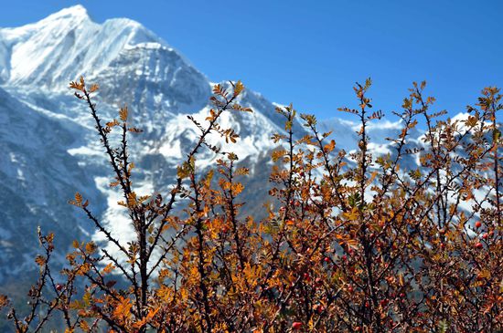 Seabuckthorn...gibt nen lecker Saft