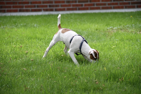 Da durfte der Kleine mal fetzen und viel schnüffeln ...