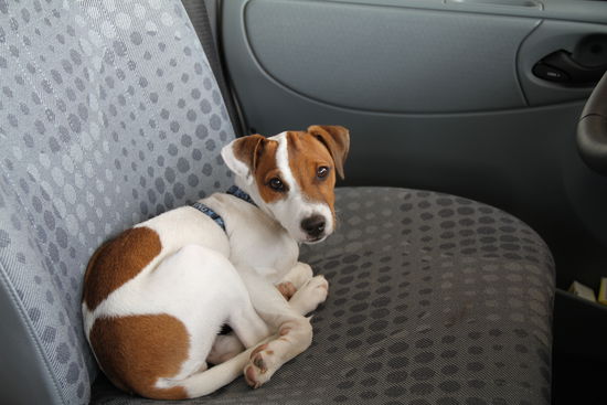 I mog ned naus, lasst mich bitte im Auto. Finn auf dem Fahrersitz kurz bevor es losgehen soll mit der Stadtbesichtigung von Alesund