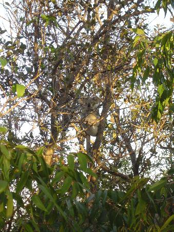 ...Koalas