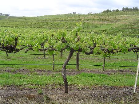 Fahrt durch die Weinberge von MacLaren Valley