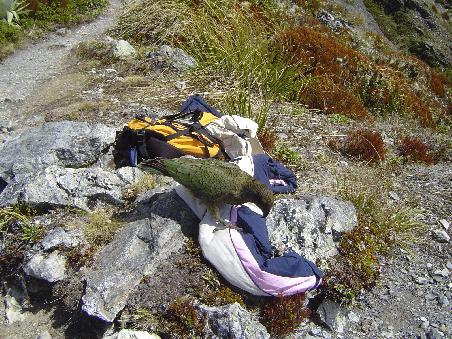 Ein Kea, der versucht unser Essen zu klauen. Aber nicht mit uns