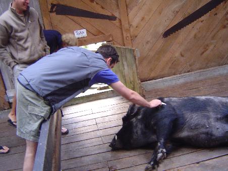 Hoki und das Wildschwein Henry