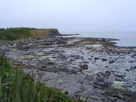 Curio Bay, die Heimat von neun gelbaeugigen Pinguinen