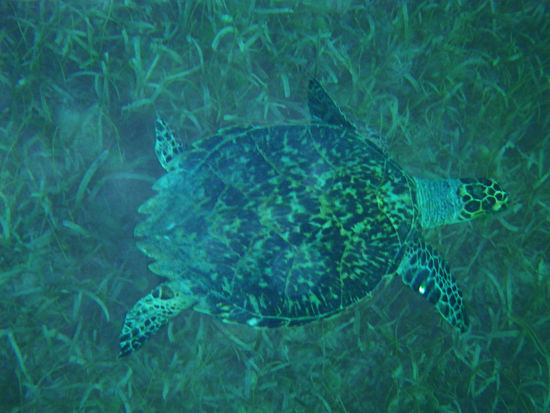 Die Schildkroete, die wir beim Schnorcheln gesehen haben.