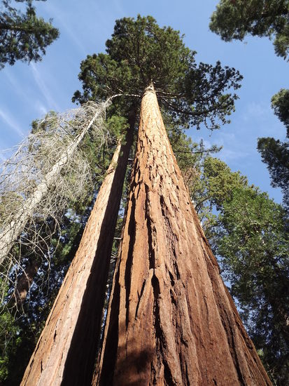 Giant Sequoia