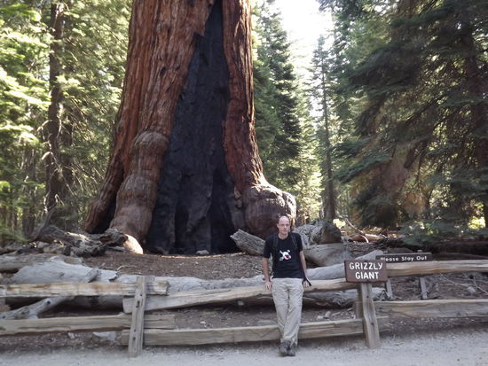 Grizzly Giant (Durchmesser ca 9 m)