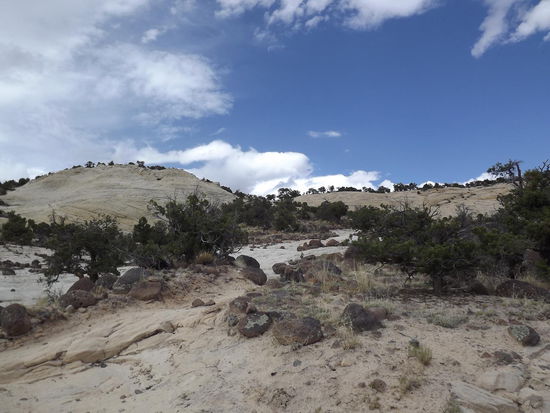 bis zur letzten Baumreihe müssen wir wieder zurück. Und das ist das letzte Drittel...