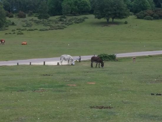 Nein, keine Ponys sondern Esel