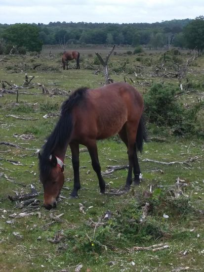 Diesmal sind es wirklich Ponys...