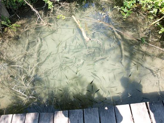 Fische gibt es hier wirklich in Massen