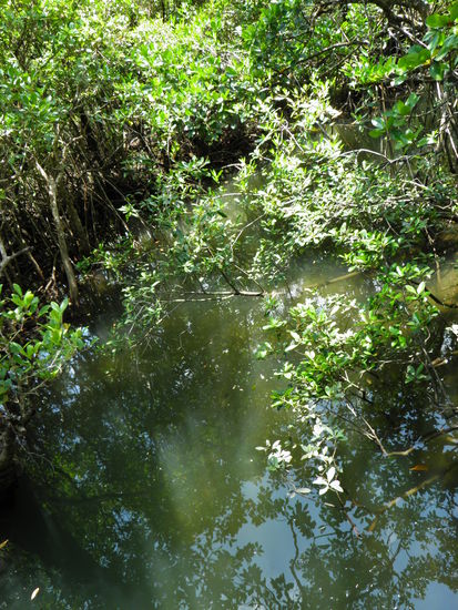 Mangrovenwälder im Rainforest