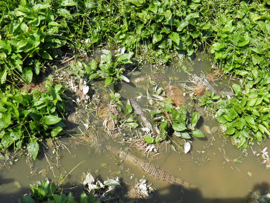 Endlich Krokodile reichlich 