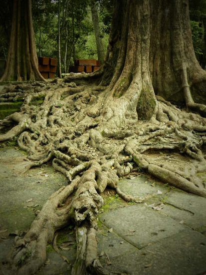 Ta Prohm, Tomb Raider Temple