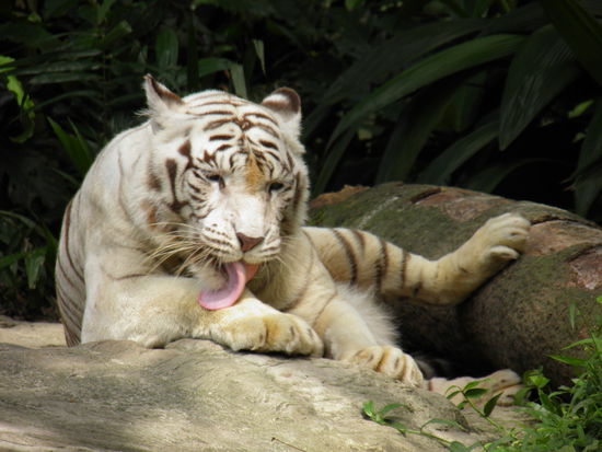 weiße Tiger - die schönsten Tiere der Welt 