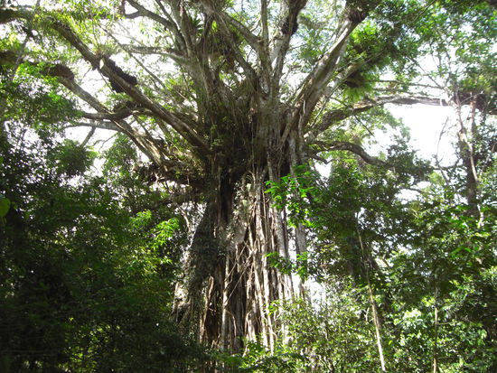 Das ist der riesen Figtree!