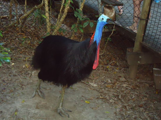 das ist ein Cassowarry (emuartiger australischer Vogerl)