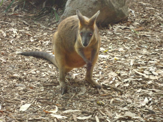ein Wallaby - mega süße Tierchen (eine kleine Art von Känguruhs)