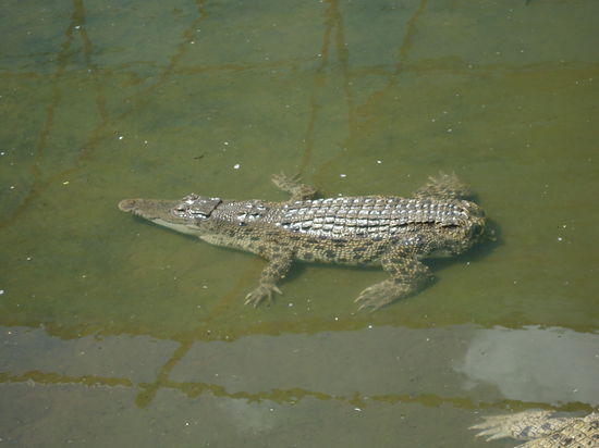 Bob, der Krüppel...