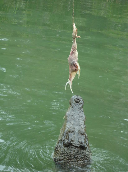 schnii schnaa schnappiiiii 