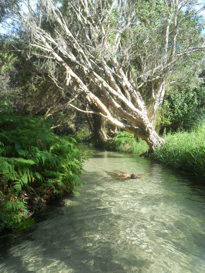 Eli Creek  - die schwimmende Person da bin ich übrigens! 