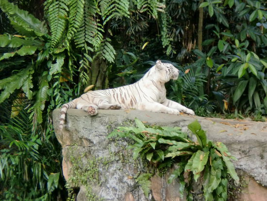 white Tiger